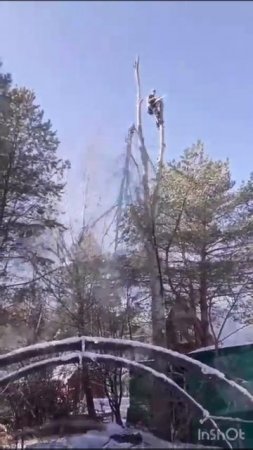 Тел WhatsApp 89657029577 Спил обрезка  деревьев Кондрово spil-obrezka-derevevo.ru