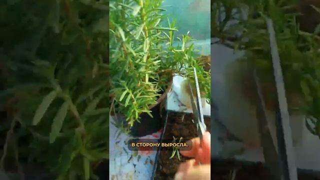 Розмарин черенкование смотреть онлайн