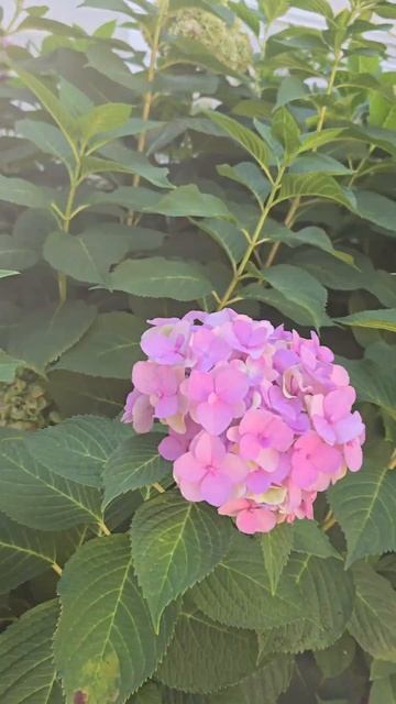 🌺🌺🌺 Гортензия снова зацвела‼️🌺🌺🌺 #цветы #горте смотреть онлайн