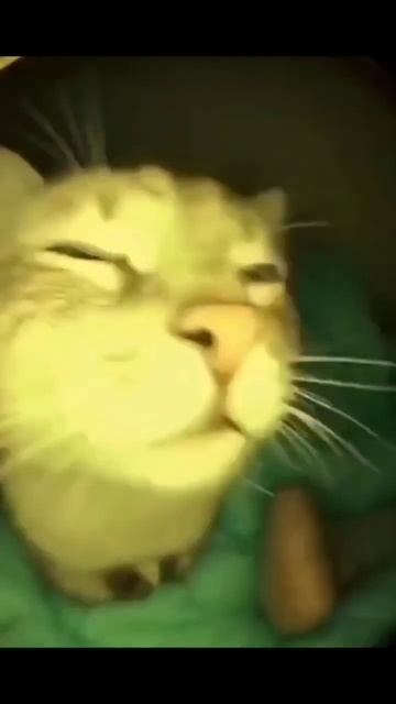 живые обои) #рекомендации #рек #челендж #скибидитуалет смотреть онлайн