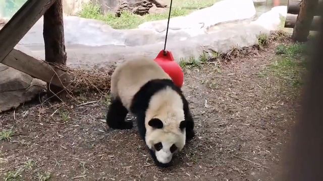 Панда Катюша и дядя Игорь разговаривают. Московский з? смотреть онлайн