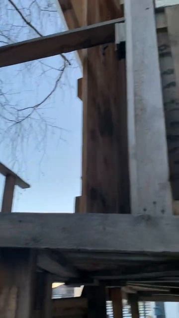 Береза с задней стороны дома на дереве #домнадереве смотреть онлайн