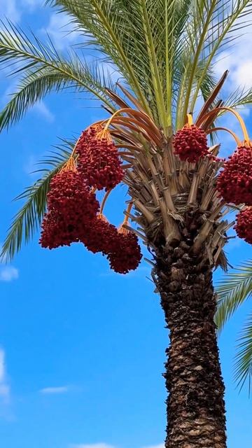 КАК РАСТУТ ГРАНАТЫ И ФИНИКИ #гранатынадереве #финикин? смотреть онлайн