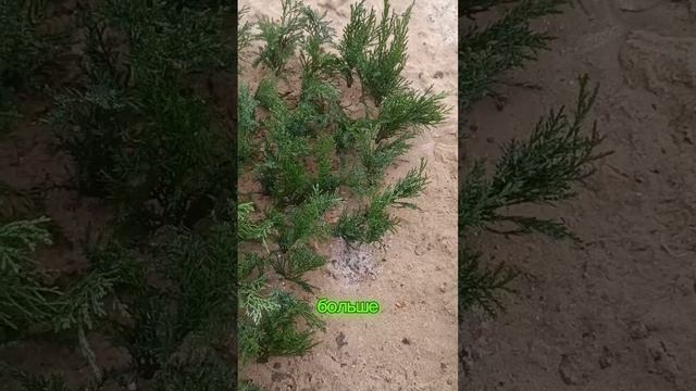 Черенкование хвойных #питомникгортензий #черенковани