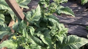 Томатный Гном Лакомство Изабель. Обзор в открытом грунте в июне.