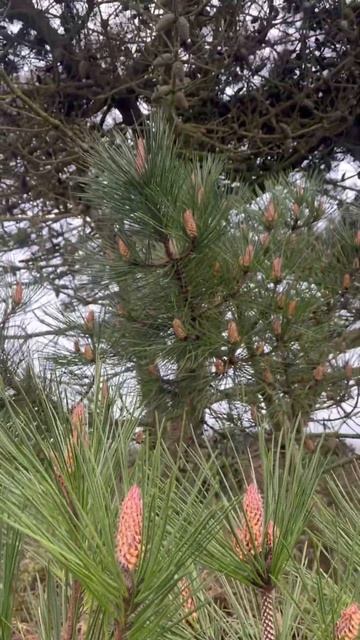 Pinus nigra/Сосна черная/#shorts смотреть онлайн