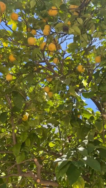 Гранаты лимон оливки, Аллах велик, создание Аллаха все смотреть онлайн