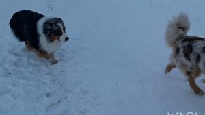 Аусси Рунни играет с собаками