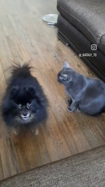 у вас есть пирожки с мясом смотреть онлайн