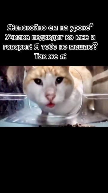 Кот есть и смотрит в камеру мем #мем #кот #мемыскотами смотреть онлайн