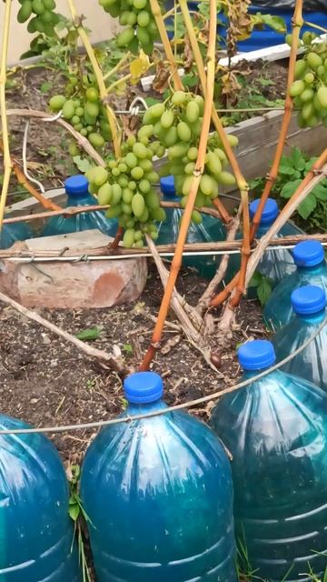 ГРЯДКА ИЗ БУТЫЛОК с водою результат смотреть онлайн