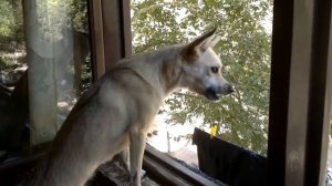 собака поет песню из "Титаника"