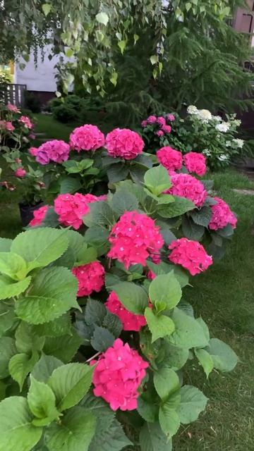 Прекрасные гортензии#гортензия #garden #flowers #гортензія #sh смотреть онлайн