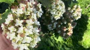 ГОРТЕНЗИЯ ДУБОЛИСТНАЯ HOVARIA в конце лета