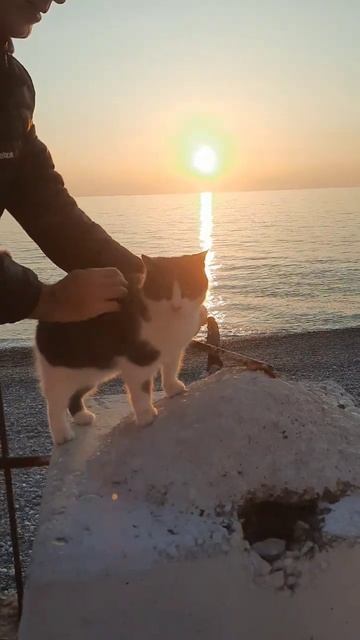 Женщина,как граната💣😸😼🐈⬛#cat #shorts#популярное#поз? смотреть онлайн