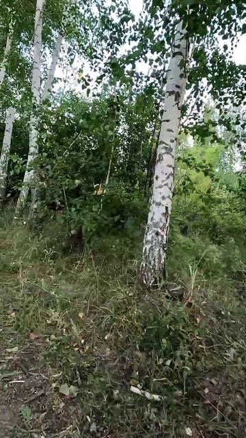 В поисках клада с лабрадором. Проверяем сигнал металл? смотреть онлайн