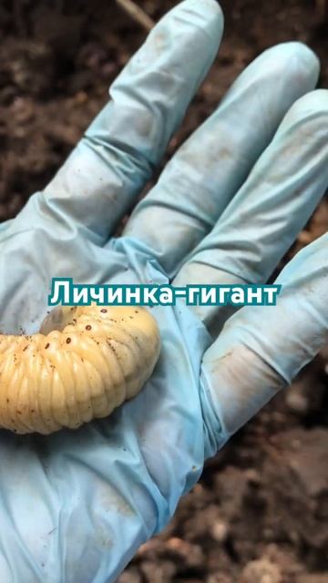 #грядки #огород #огородсвоимируками #пермакультура #gard смотреть онлайн