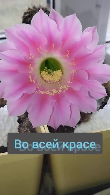 #shorts #лобивия #кактус #цветениекактуса #бутоны #осень #о