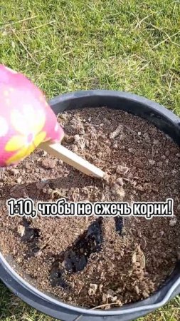 Как разводить куриный помет для удобрения