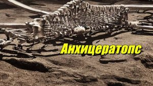 Анхицератопс