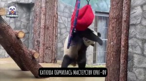 🐼 Панда Катюша стала настоящей кунг-фу мастерицей.

Какие ловкие и быстрые движения