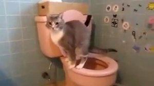 кошки пукают  Смотри какой прикол