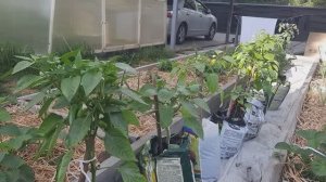 Мои перчики и помидоры в мешках. Как завязались, как сейчас выглядят.