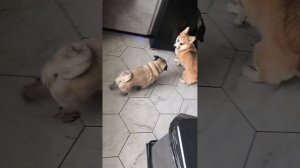 Синдром коргического Домогарова