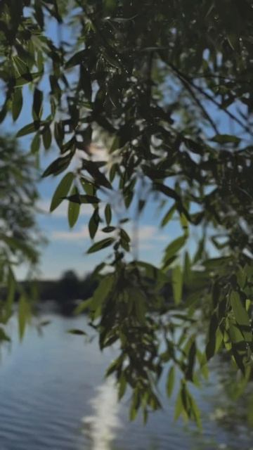 Как же я люблю лето😍 #краскилета #лето #природа #summer смотреть онлайн