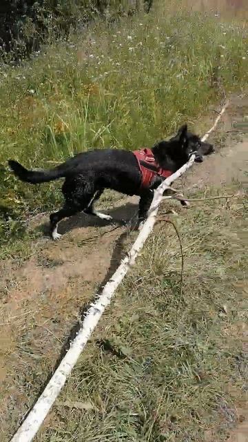 Прогулка с Джеси в лес и поле вместе с берёзой. #Джеси#б смотреть онлайн