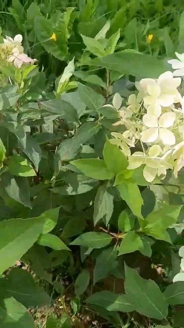 Гортензия Фантом, 2023г. смотреть онлайн