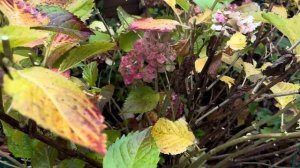 Покажу как Я подрезаю крупнолистные гортензии осенью?