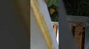 Отзыв от пчеловода о наших ульях из сендвич панели