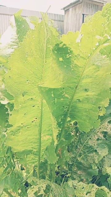 13 июня 2024 В огороде растёт хрен.. смотреть онлайн