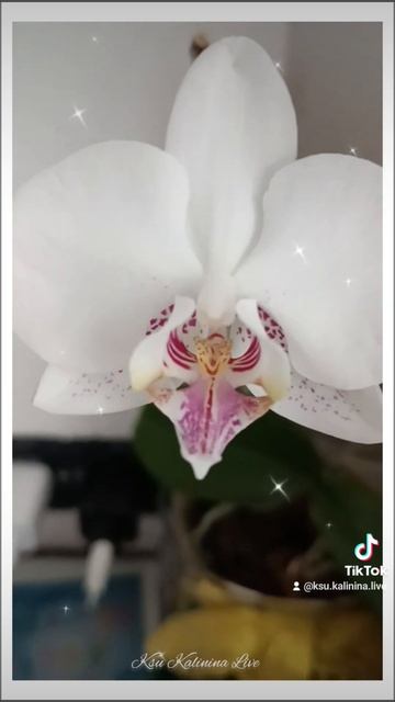 БЕЛАЯ КРАСАВИЦА ОРХИДЕЯ ~ WHITE BEAUTY ORCHID смотреть онлайн
