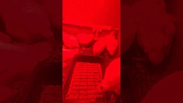 разведение перепелов феникс селадон фараон техасец