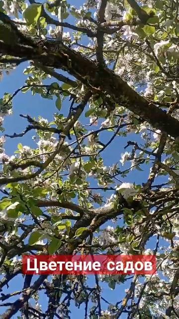 цветение садов смотреть онлайн