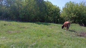 И снова разговоры о насущном