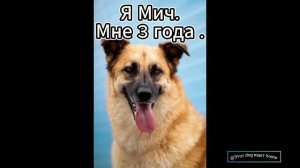 Спасаем братьев меньших