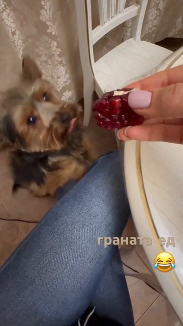 #животные #собаки едят гранат фрукты смотреть онлайн