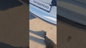 Проверка ЛКП Volkswagen Tiguan 2021год