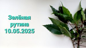 314. ЦВЕТЫ. Зелёная рутина 10.05.2025.
