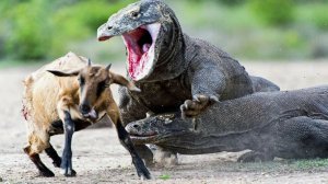 О редких животных мира: Комодский варан