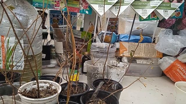 ОТВЕТЫ НА ВОПРОСЫ!!! ХРАНЕНИЕ КРУПНОЛИСТНЫХ Г0РТЕНЗИ? смотреть онлайн