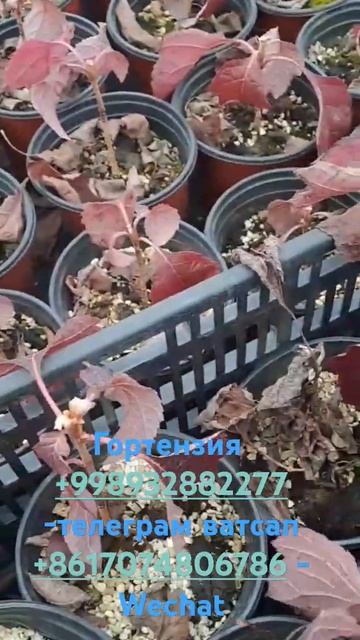 Гортензия дуболистный Хитойдан заказга келади смотреть онлайн