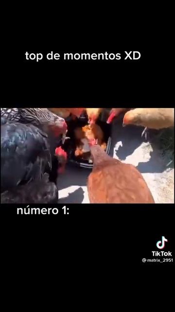 курица гриль знаем любим и едим смотреть онлайн