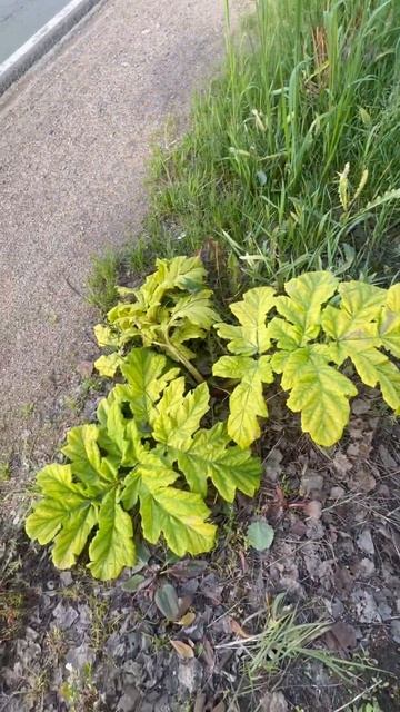 Стеб. Борщевик депортирован! смотреть онлайн