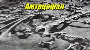 Amtocephale
