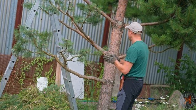 Обрезка сосен под Ниваки. Четвертый год формирования смотреть онлайн