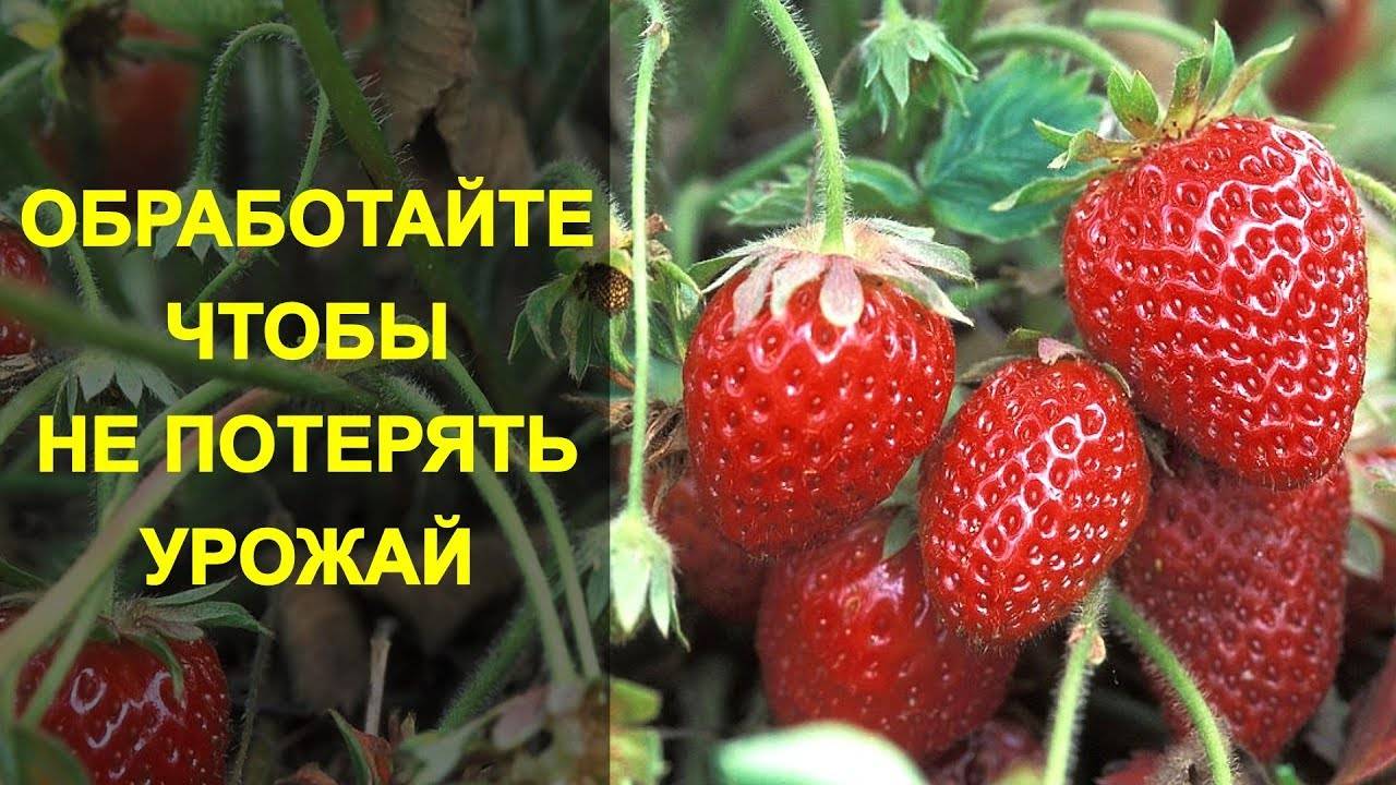 ОБРАБОТАЙТЕ КЛУБНИКУ Чтобы не Потерять Урожай. 4 НАРОДНЫХ СРЕДСТВА от Долгоносика